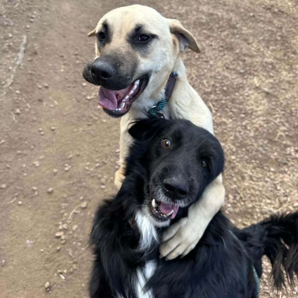 Sandy- Loves Dogs & Treats! Adopt $50