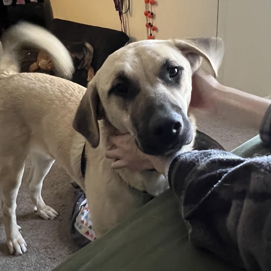Sandy- Loves Dogs & Treats! Adopt $50