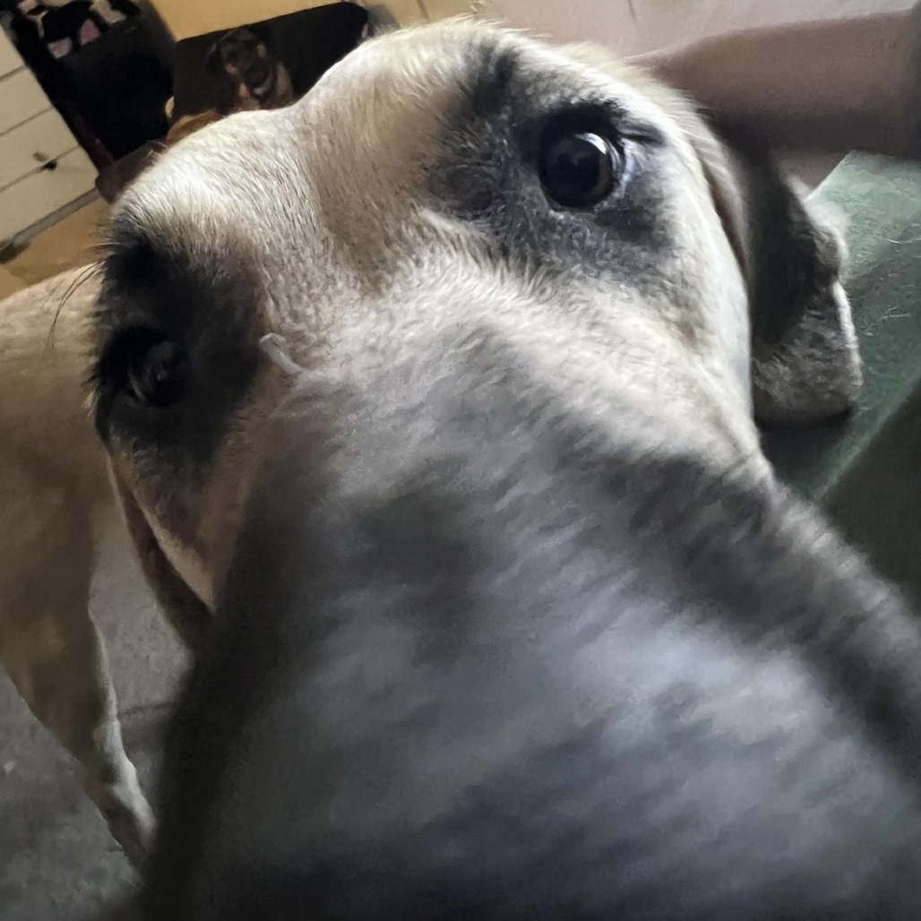 Sandy- Loves Dogs & Treats! Adopt $50