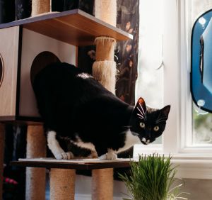 Jasper, Adult Male Domestic Short Hair