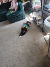 Jasper photo 2