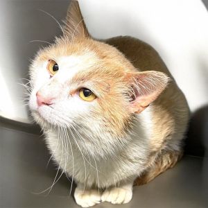 Gary, Adult Male Domestic Short Hair