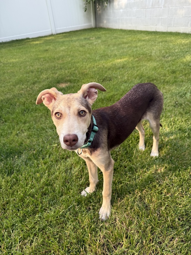 Pebbles - 25102