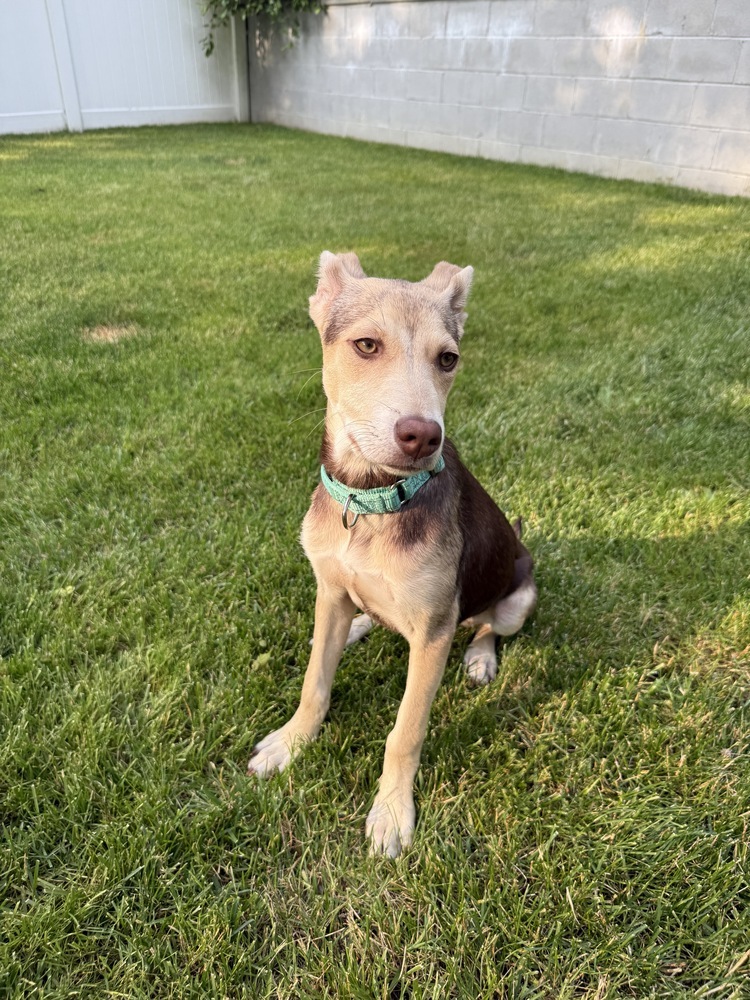 Pebbles - 25102