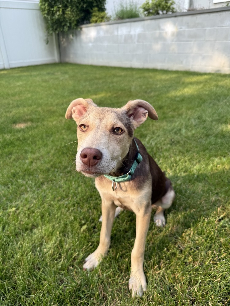 Pebbles - 25102