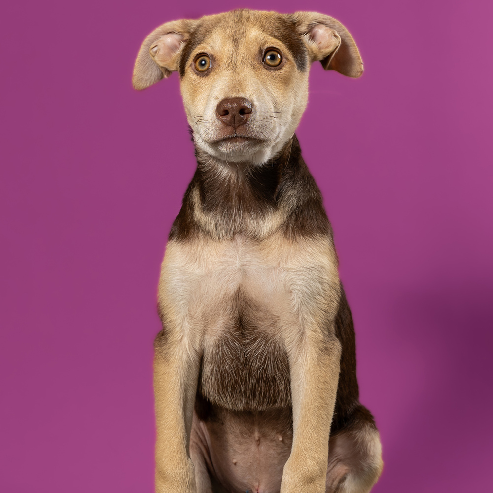Pebbles - 25102