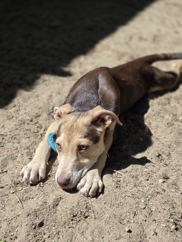 Pebbles - 25102