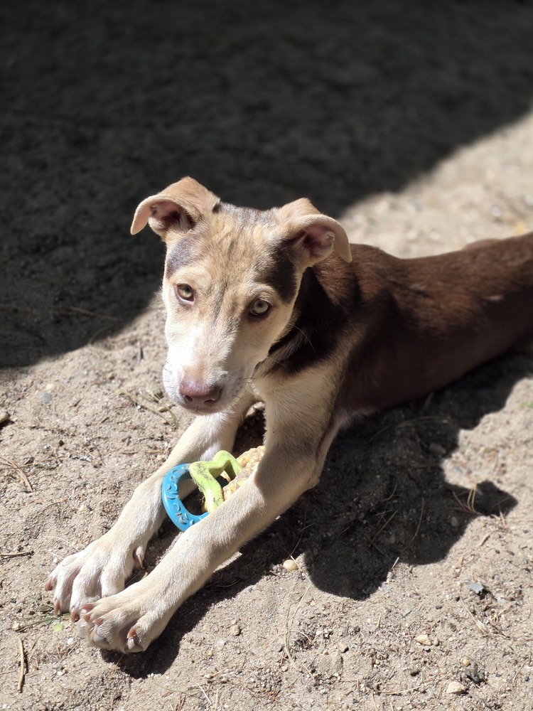 Pebbles - 25102