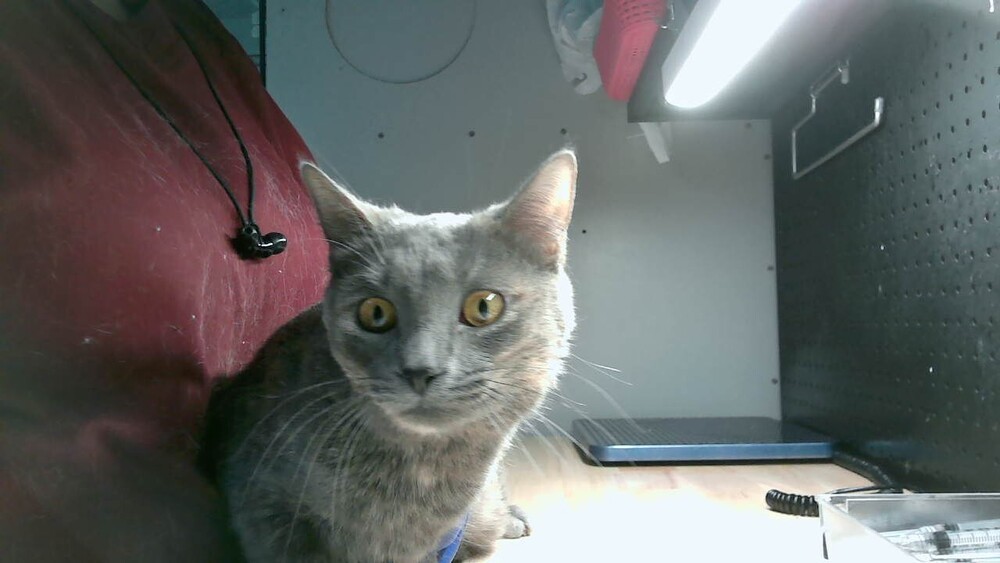 Zora