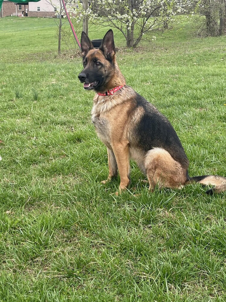 Nova
