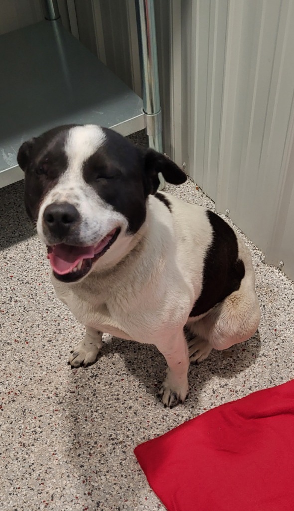 Lily, an adoptable Mixed Breed in Medford, WI, 54451 | Photo Image 1