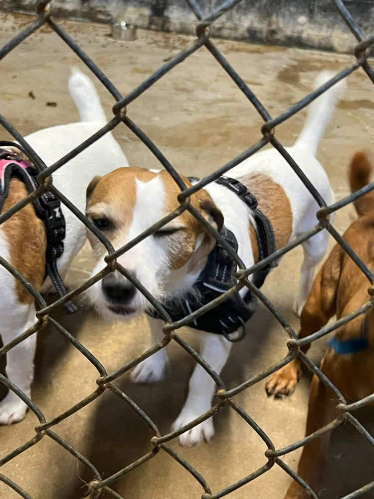 Louie and Rosie DD