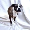 Pippa