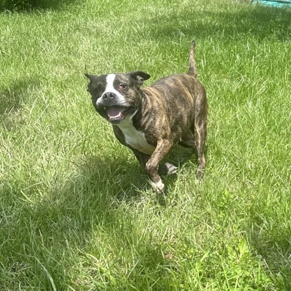 Pippa 1