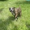 Pippa