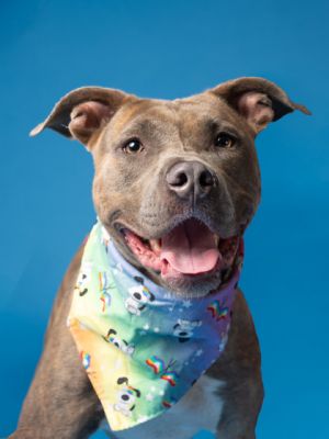 Hi Im Twix Im a 2-year-old spayed female weighing in at 48 pounds of pure perfection-seriously