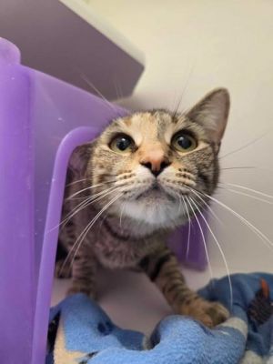 Meredith, Young Female Domestic Short Hair