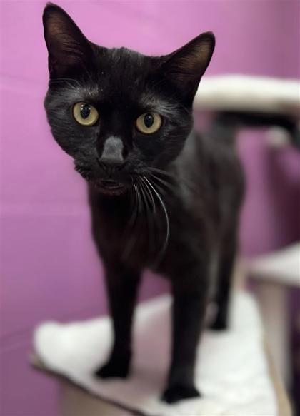 Birdie, an adoptable Domestic Short Hair in Hutchinson, KS, 67504 | Photo Image 1