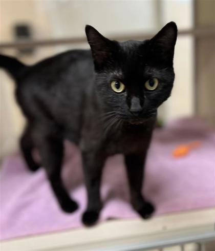 Birdie, an adoptable Domestic Short Hair in Hutchinson, KS, 67504 | Photo Image 2