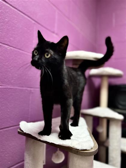 Birdie, an adoptable Domestic Short Hair in Hutchinson, KS, 67504 | Photo Image 3