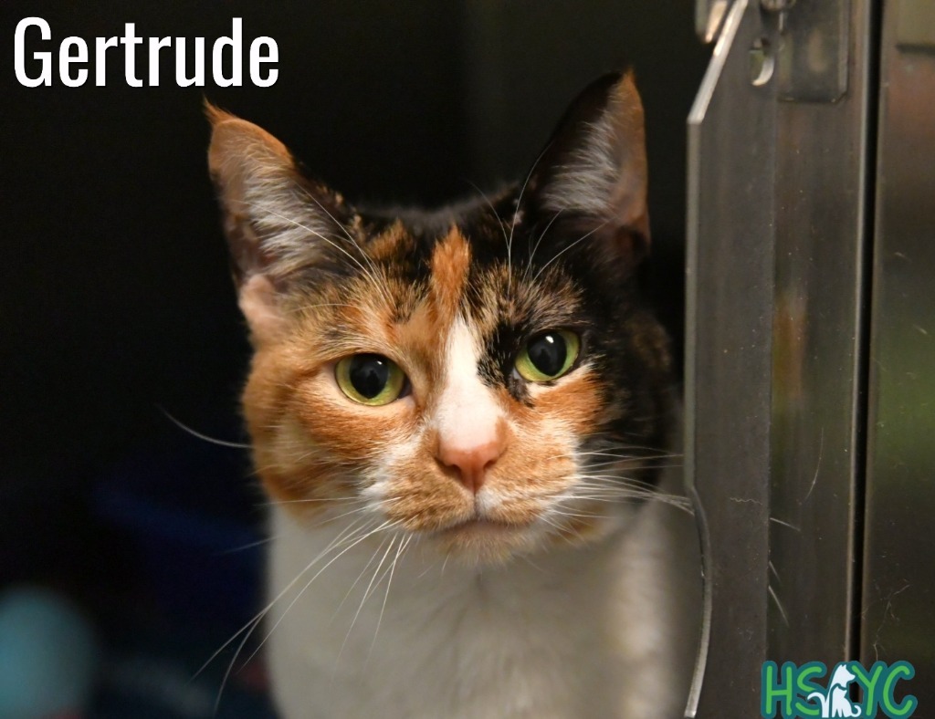 Gertrude