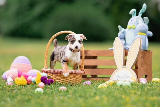 Bunny