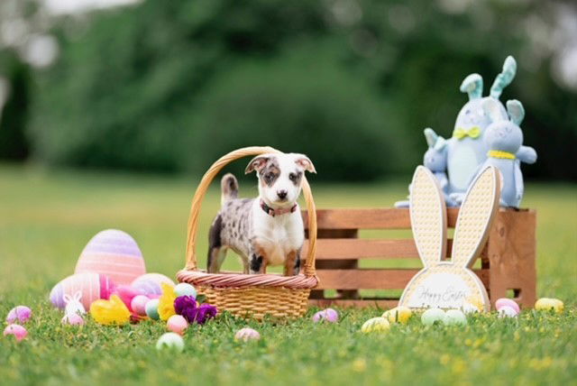 Bunny