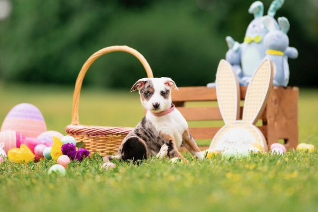 Bunny