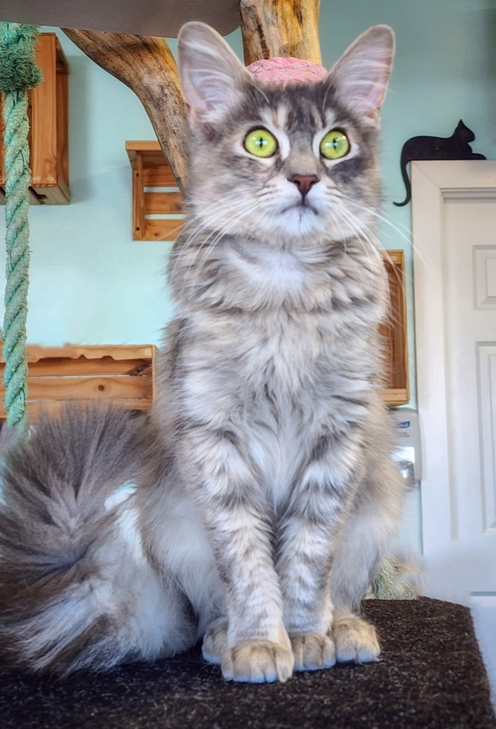 Tinkerbell