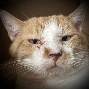 Butters, Adult Male Domestic Short Hair