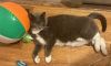 Potato Wedge - Available in Foster photo 1