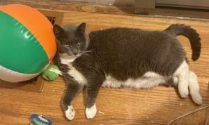 Potato Wedge - Available in Foster, Adult Female Domestic Short Hair