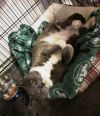 Potato Wedge - Available in Foster photo 2