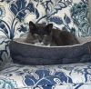 Potato Wedge - Available in Foster photo 3