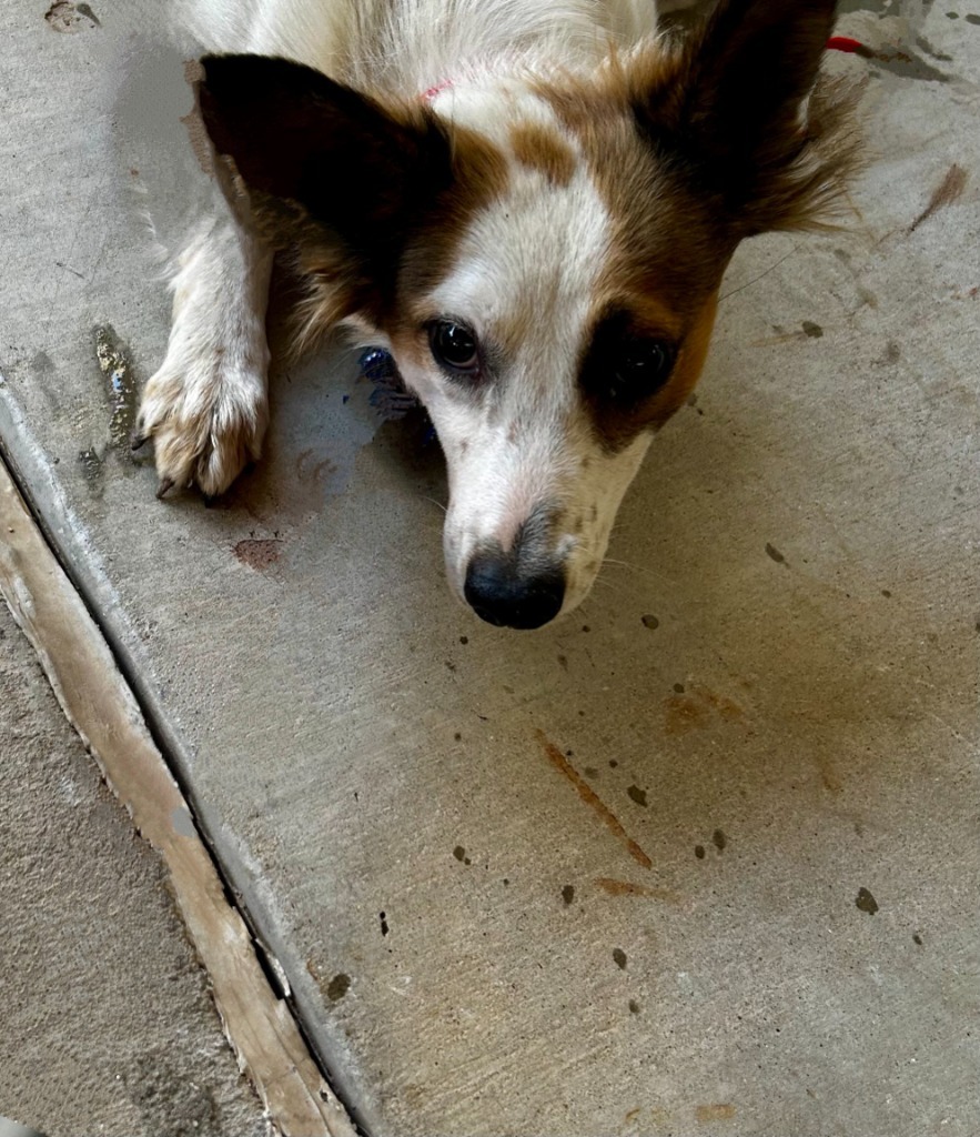 Donna, an adoptable Papillon, Chihuahua in Belton, TX, 76513 | Photo Image 1