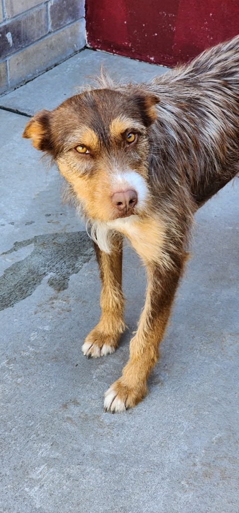 Kumari
