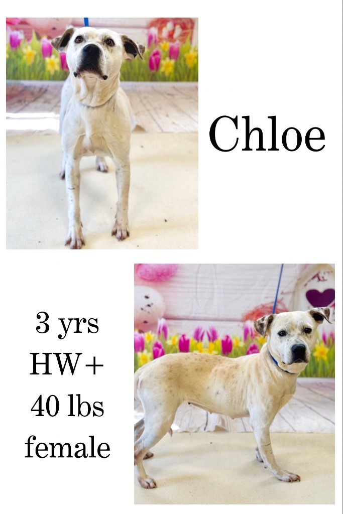 Chloe