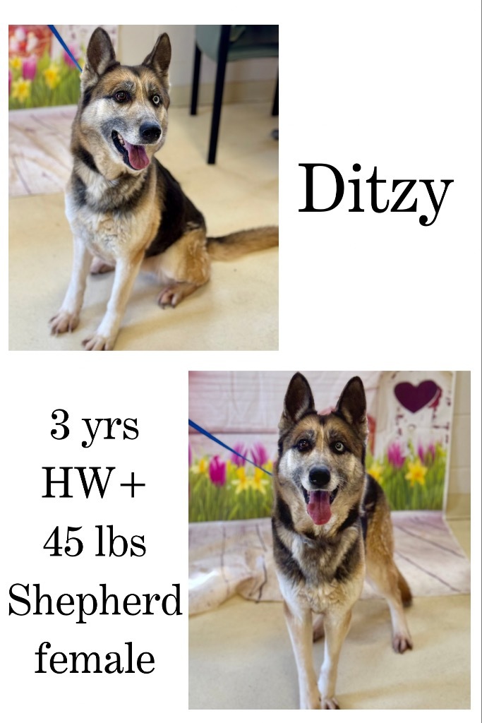 Ditzy