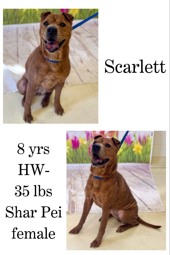 Scarlett