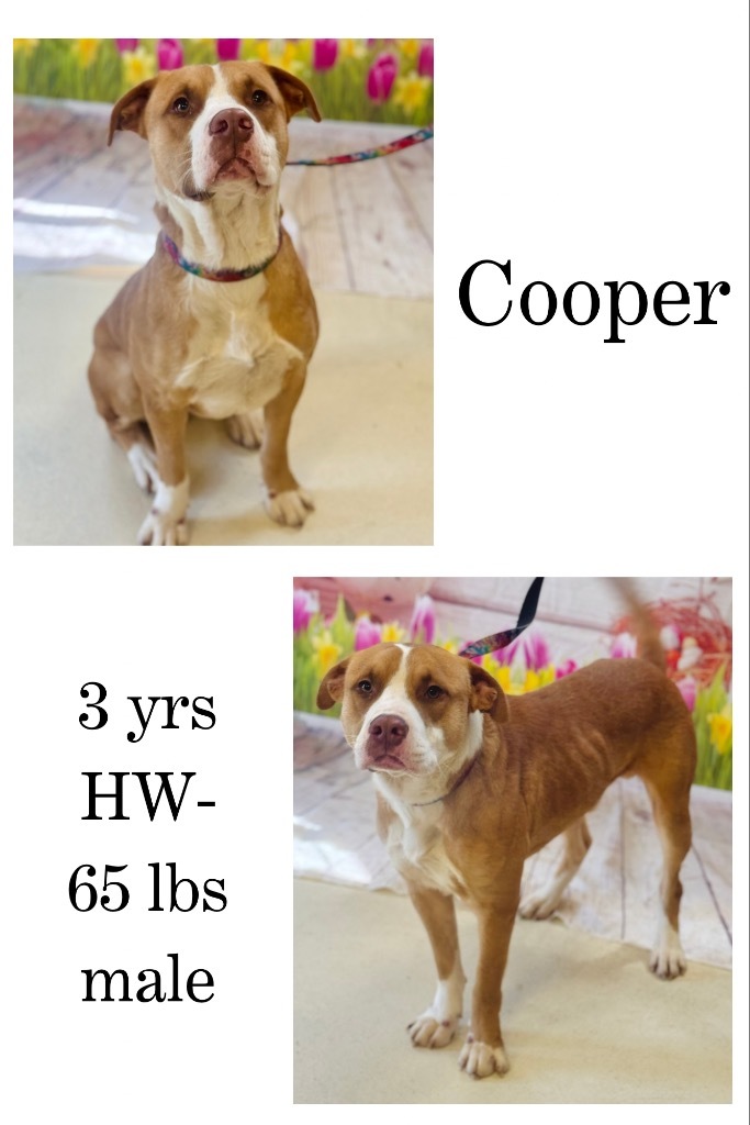 Cooper