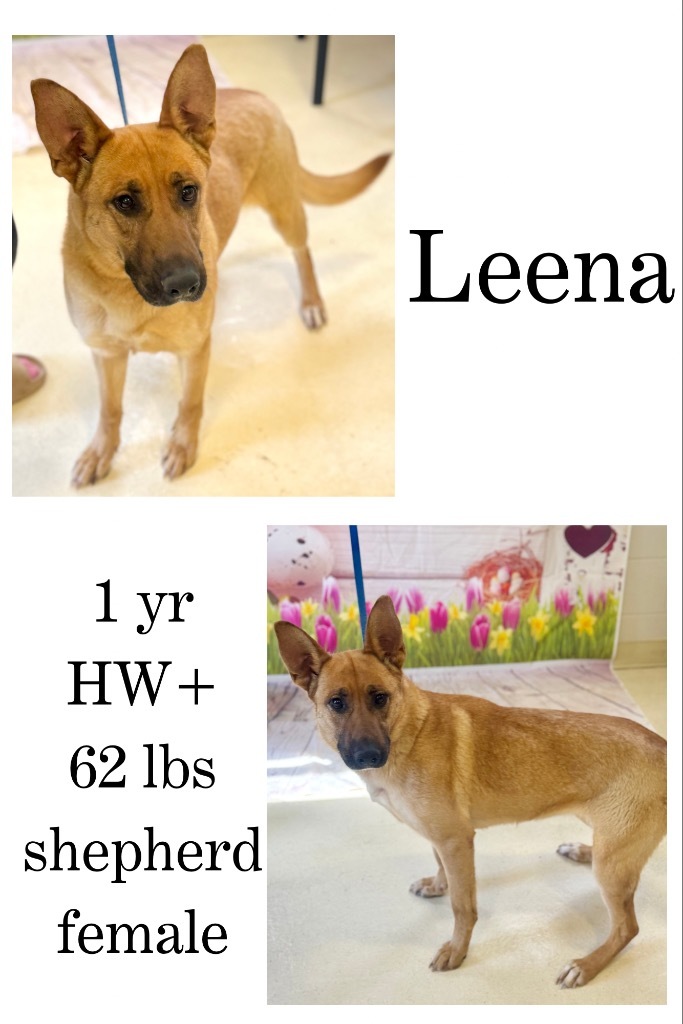 Leena
