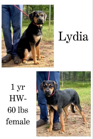 Lydia, Young Female unknown