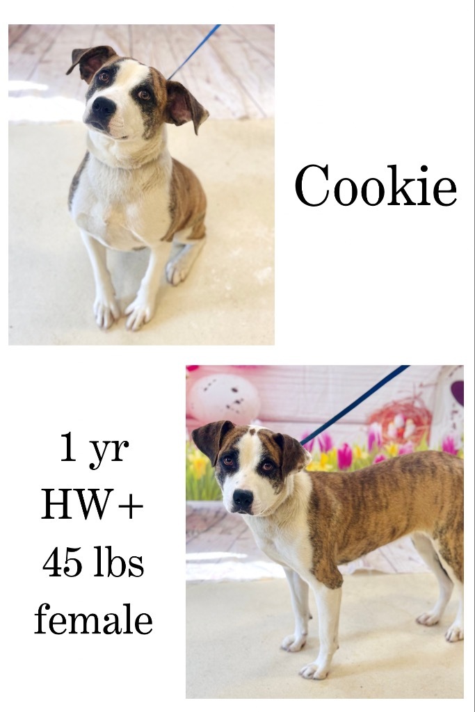 Cookie