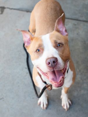 Theres nothing cheesy about Raclette Shes a sweetie and a pup youll want to get to know really w