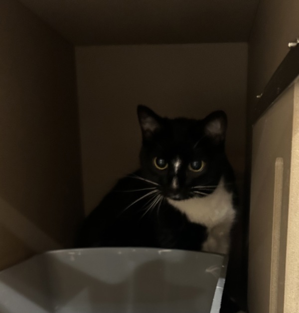 Desdemona