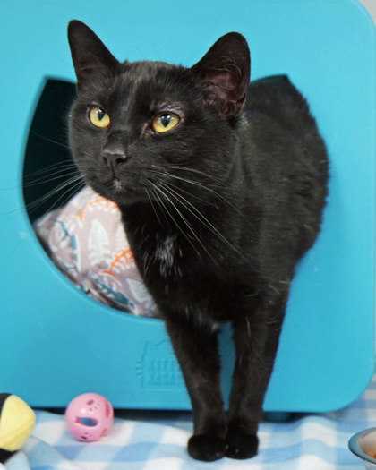 Midnight (Bonded to Portia)