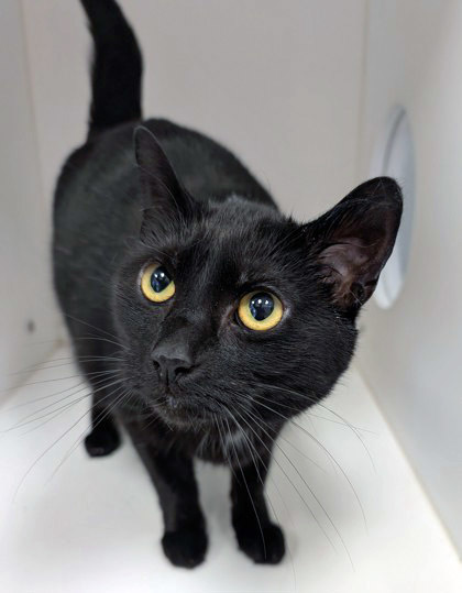 Midnight (Bonded to Portia)