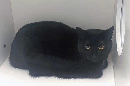Midnight (Bonded to Portia)