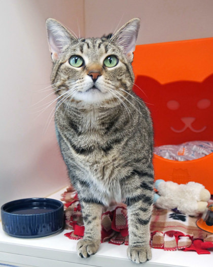 Portia (Bonded to Midnight)