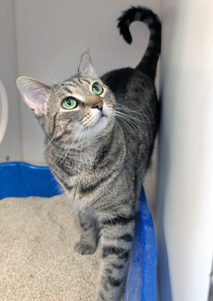 Portia (Bonded to Midnight)
